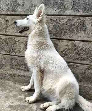 6-12 months Female Purebred German Shepherd