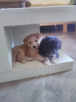 1-3 months Male Mixed Breed Maltese