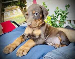1-3 months Male Purebred Doberman Pinscher