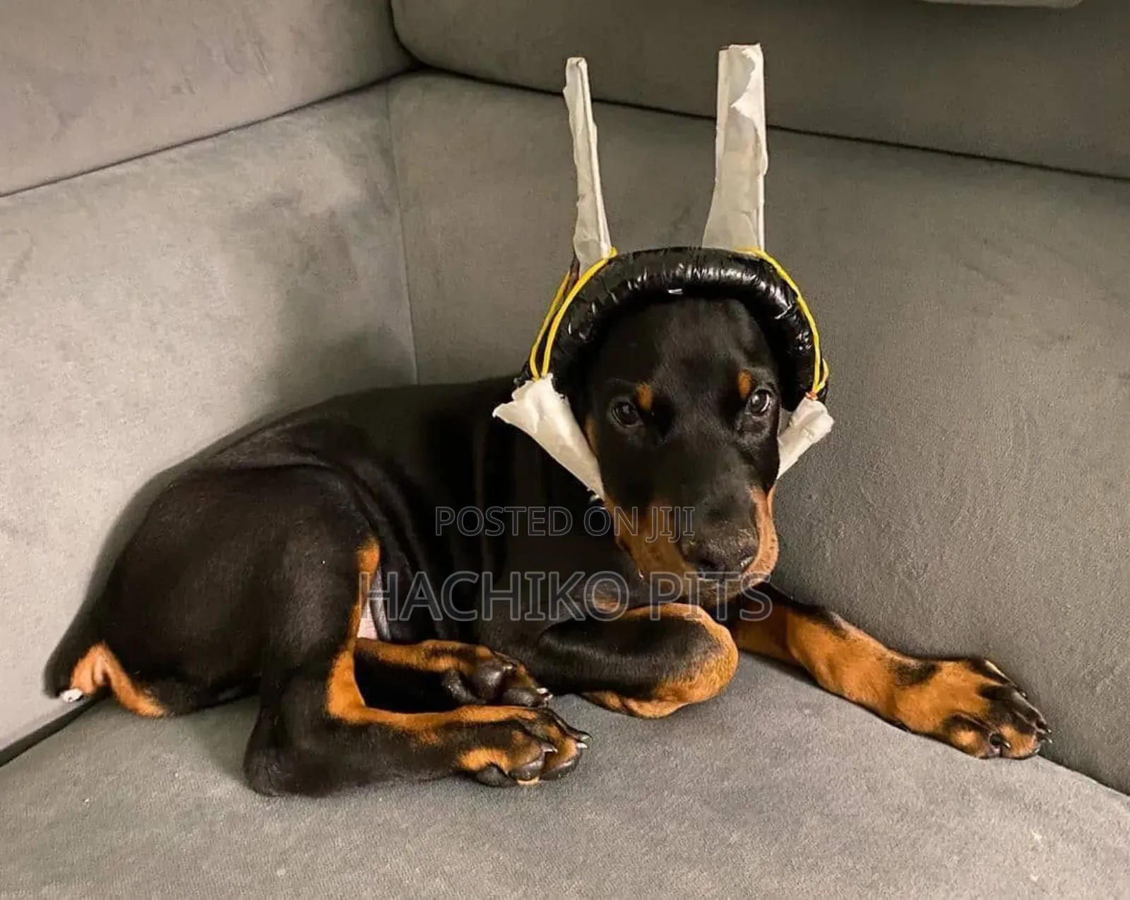 3-6 months Male Purebred Doberman Pinscher