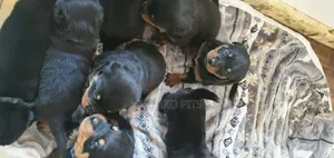 1-3 months Male Purebred Rottweiler