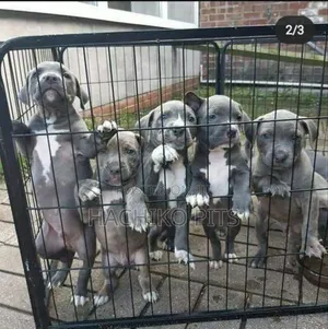 1-3 months Male Purebred American Pit Bull Terrier