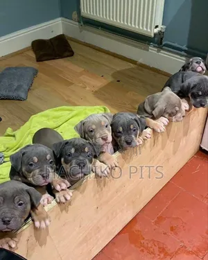 1-3 months Male Purebred American Pit Bull Terrier