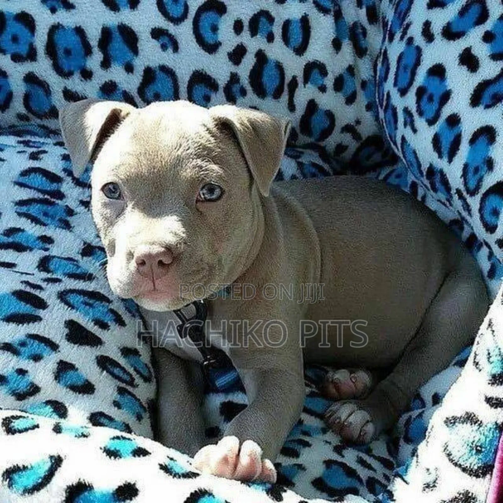 1-3 months Male Purebred American Pit Bull Terrier