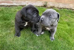 1-3 months Male Purebred American Pit Bull Terrier