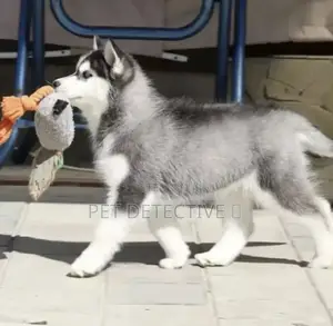 1-3 months Male Purebred Siberian Husky
