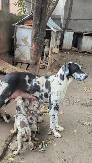 1-3 months Male Purebred Great Dane