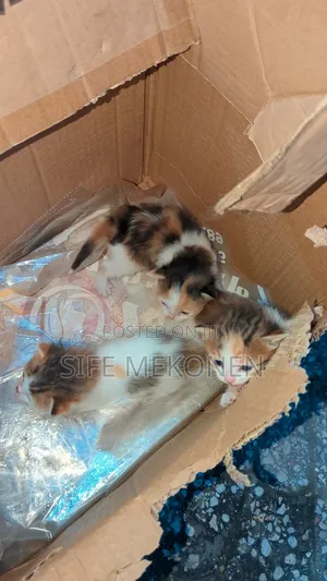 1-3 months Male Purebred Abyssinian