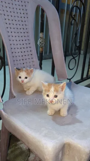 1-3 months Male Purebred Abyssinian