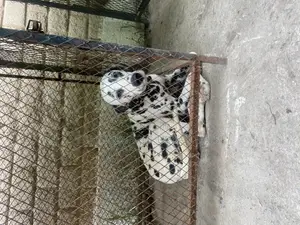 6-12 months Female Purebred Dalmatian