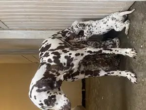 1-3 months Male Purebred Dalmatian