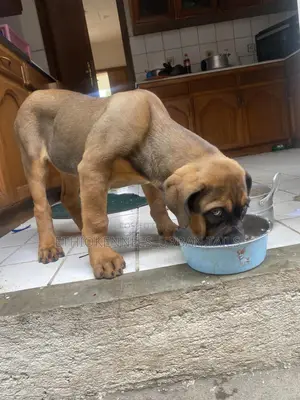 1-3 months Male Purebred Boerboel