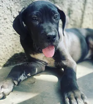 1-3 months Female Purebred Great Dane
