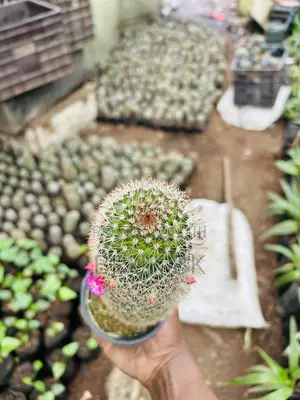 Cactus Plant for Indoor and Lobby Decorations