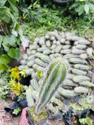 Cactus Plant for Both Indoor and Outdoor