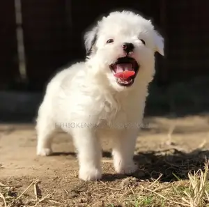 1-3 months Female Mixed Breed Maltese