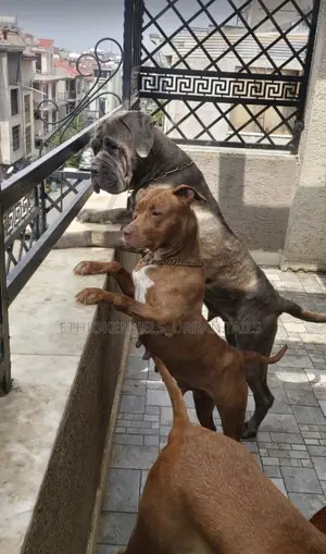 6-12 months Female Purebred Mastiff