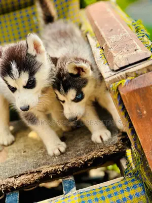 1-3 months Male Purebred Siberian Husky