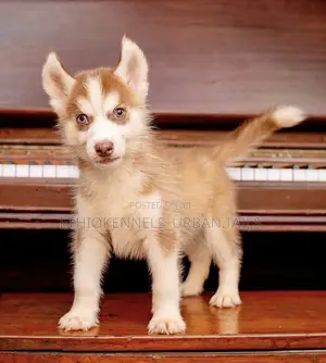 1-3 months Male Purebred Siberian Husky