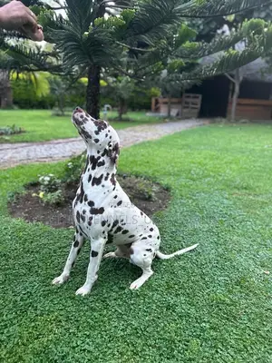 1-3 months Male Purebred Dalmatian