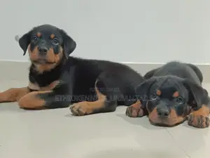 1-3 months Male Purebred Rottweiler