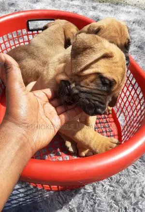 1-3 months Male Purebred Bullmastiff