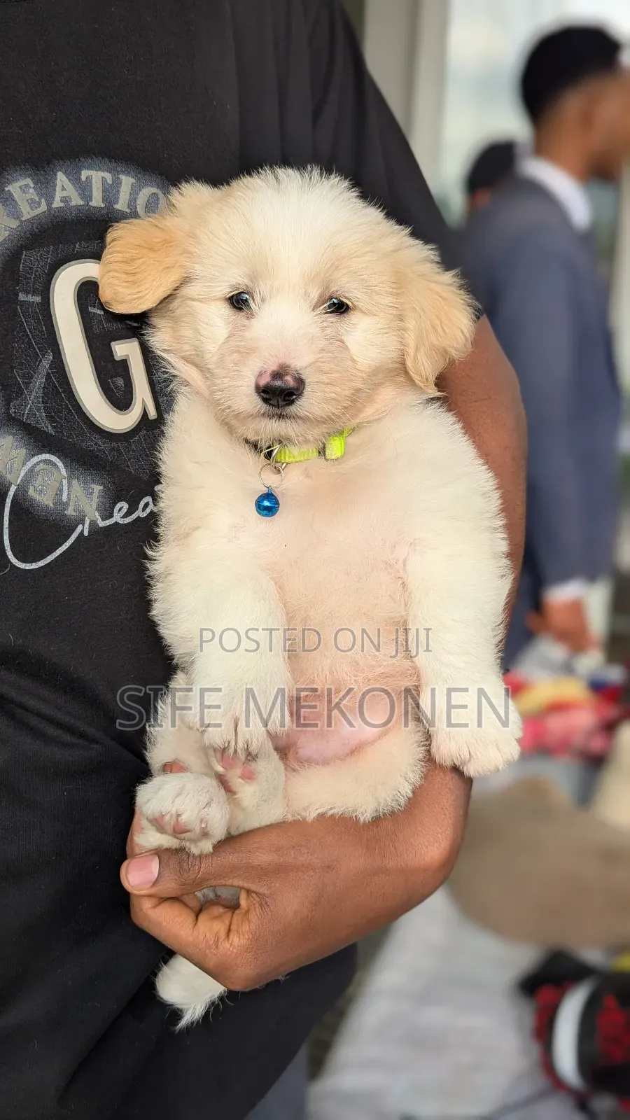 1-3 months Male Purebred Maltese
