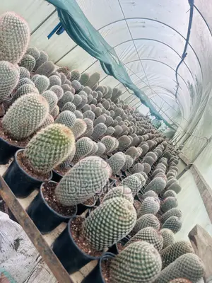 Cactus Plant for Office Lobby Decorations