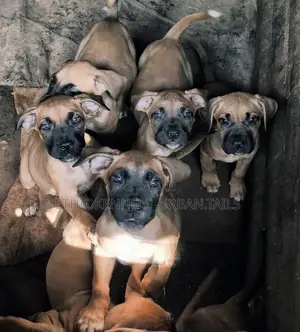 1-3 months Male Purebred Bullmastiff