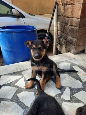 1-3 months Male Purebred German Shepherd