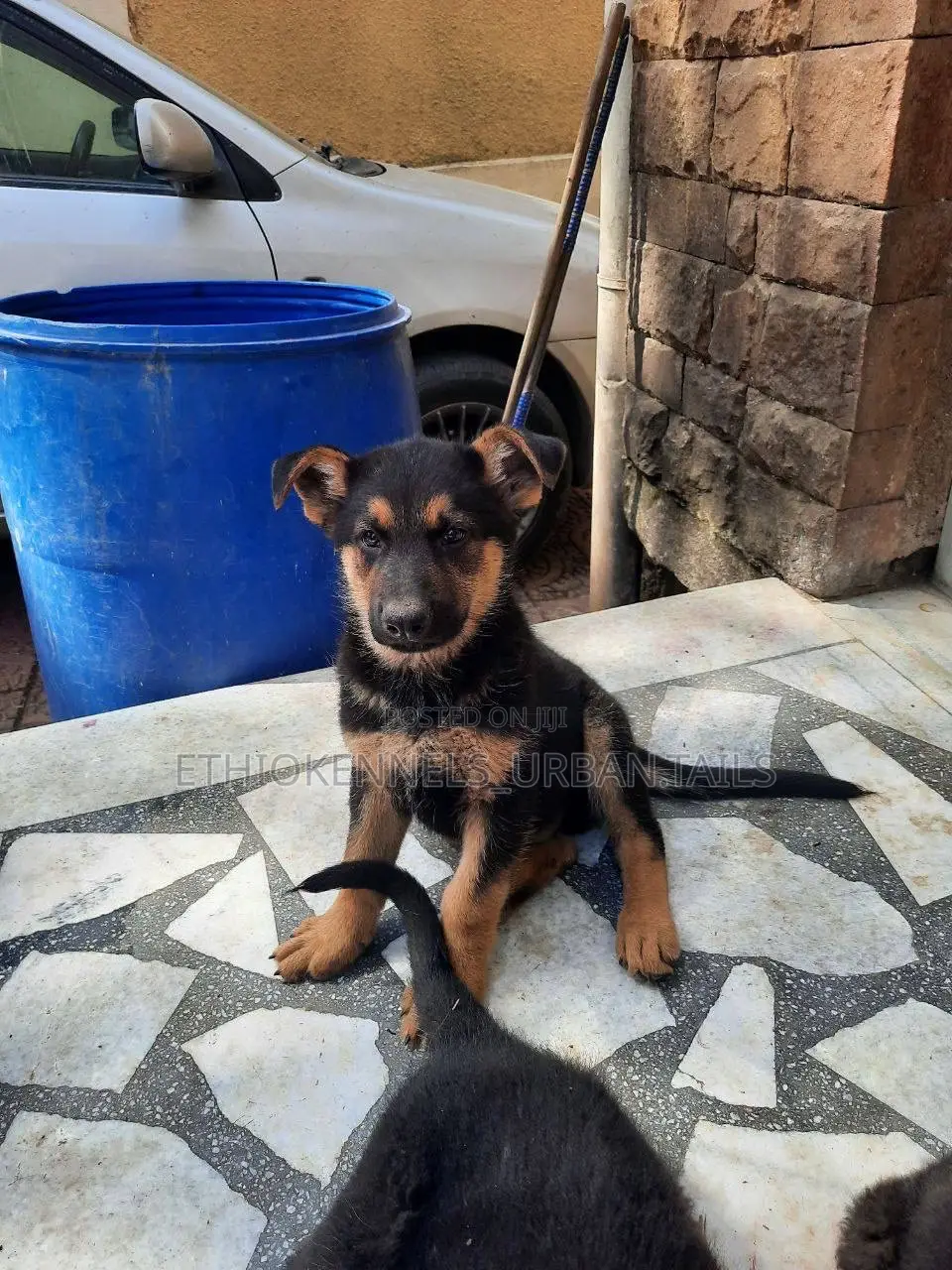 1-3 months Male Purebred German Shepherd