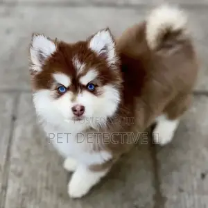 1-3 months Male Purebred Siberian Husky