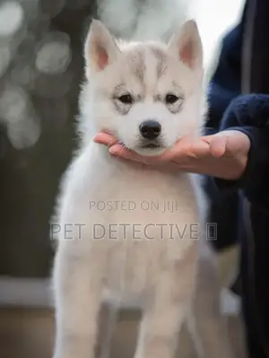 1-3 months Male Purebred Siberian Husky