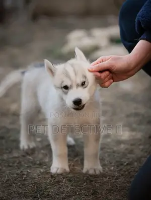 1-3 months Male Purebred Siberian Husky