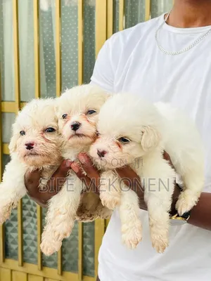 1-3 months Male Purebred Maltese