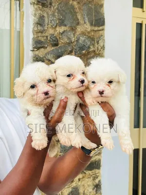 1-3 months Male Purebred Maltese