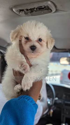 1-3 months Male Purebred Maltese