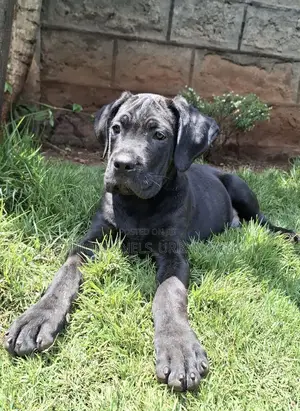 1-3 months Male Purebred Mastiff