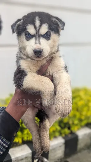 1-3 months Male Purebred Siberian Husky