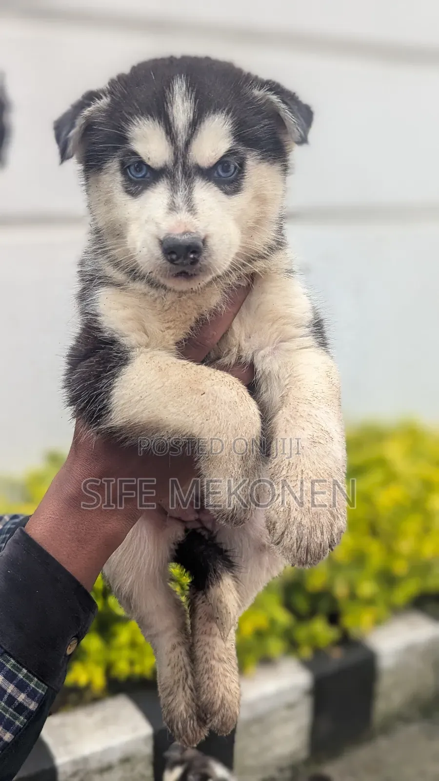 1-3 months Male Purebred Siberian Husky