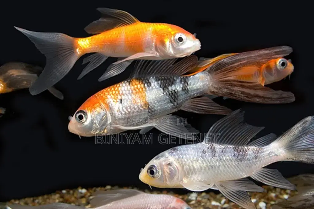 Japan Fishes