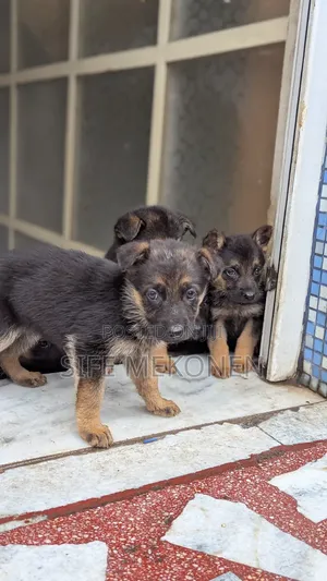 1-3 months Male Purebred German Shepherd