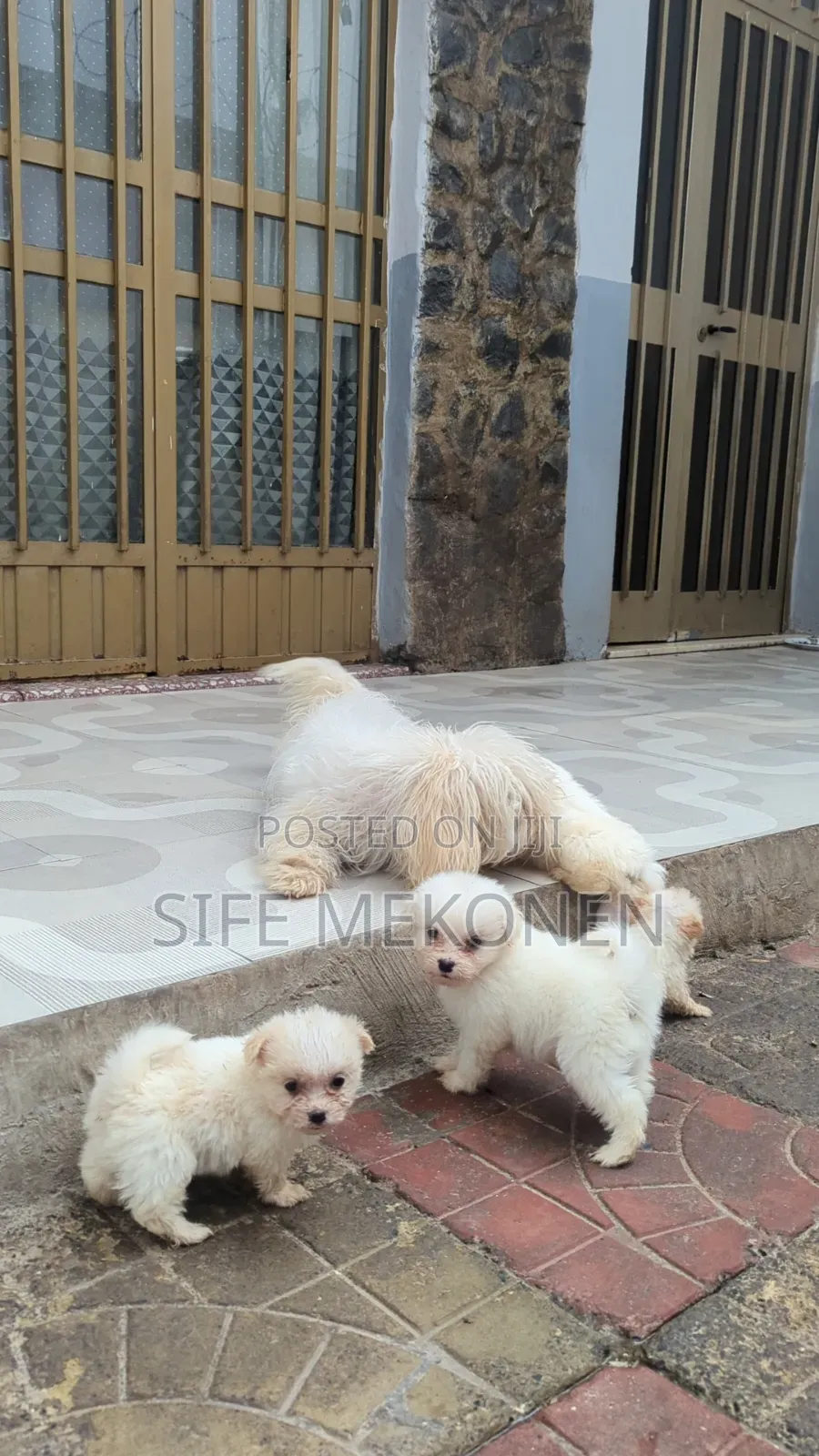 1-3 months Male Purebred Maltese