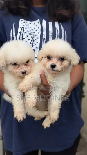 1-3 months Male Purebred Maltese