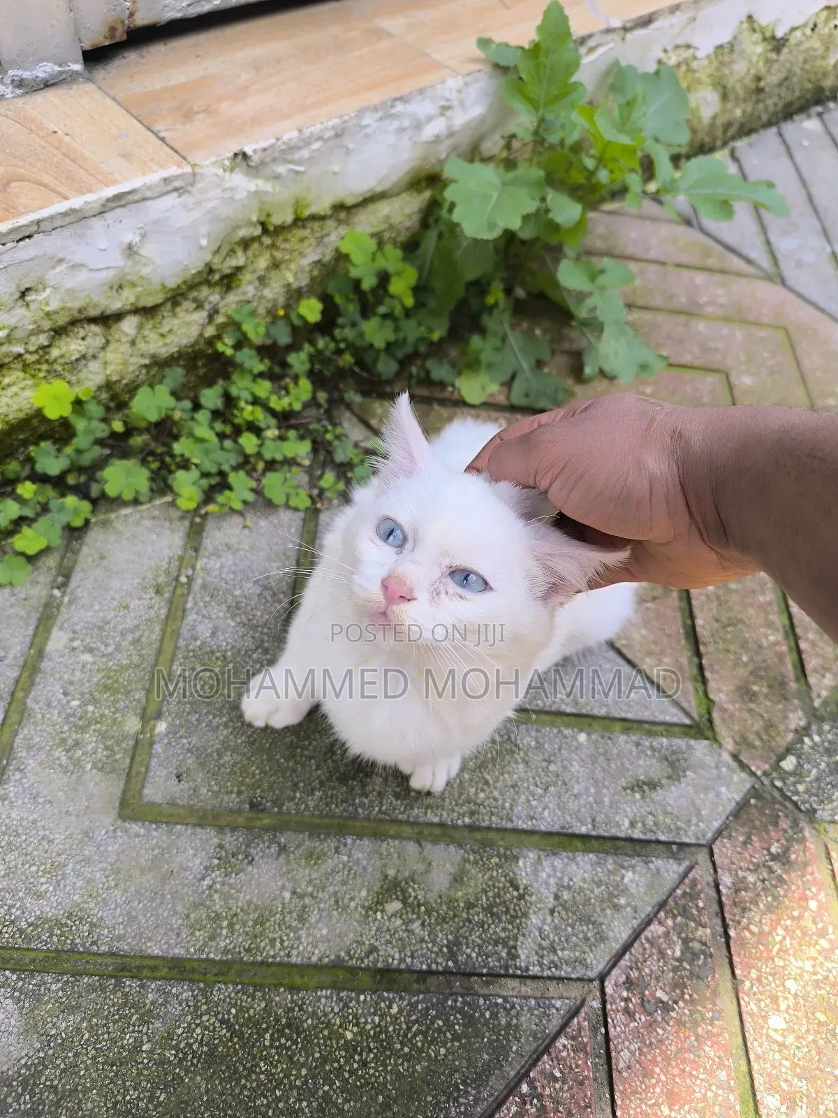 1-3 months Male Purebred Turkish Angora