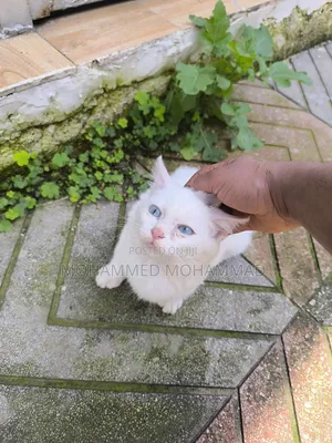 1-3 months Male Purebred Turkish Angora