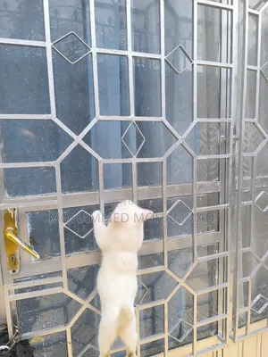1-3 months Male Purebred Turkish Angora