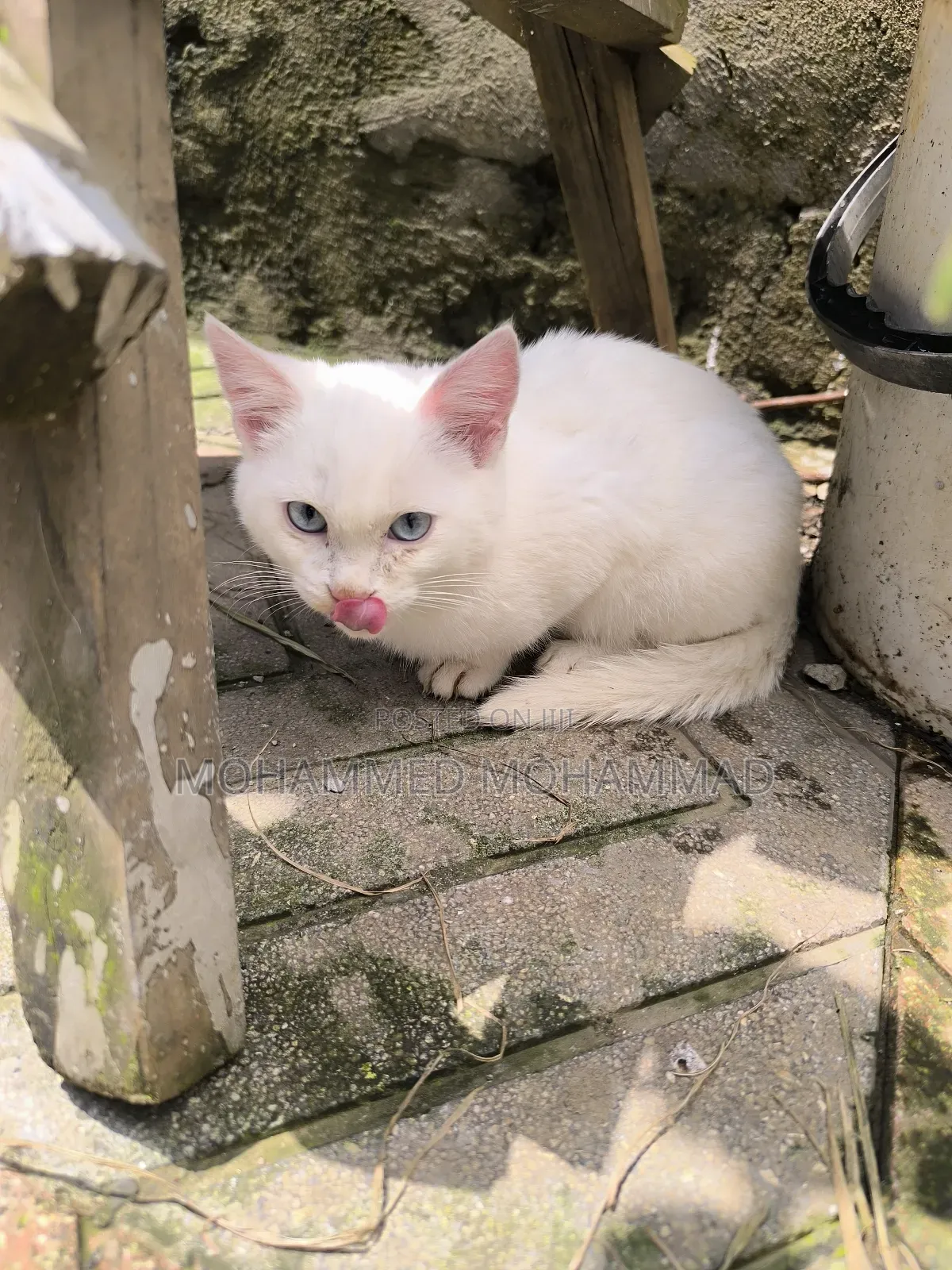 1-3 months Male Purebred Turkish Angora
