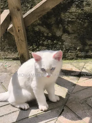 1-3 months Male Purebred Turkish Angora