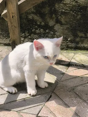 1-3 months Male Purebred Turkish Angora